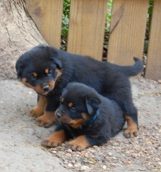 Akira Georgon Male and Female Pups 5 weeks